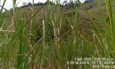 Venta Finca Ganadera y Agrícola San Roque Antioquia