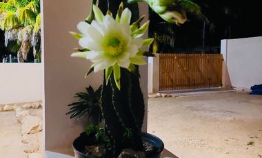 CASA ESTILO MEDITERRANEO EN TELCHAC PUERTO