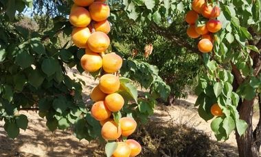 Venta De Bella Parcela En Melipilla