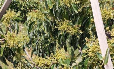 Venta De Bella Parcela En Melipilla