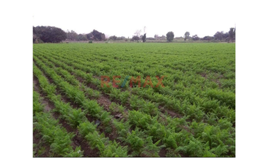 1122956 Terreno Agricola Luriama Distrito De Santa Maria