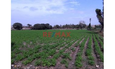1122956 Terreno Agricola Luriama Distrito De Santa Maria