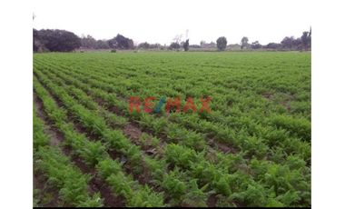 1122956 Terreno Agricola Luriama Distrito De Santa Maria