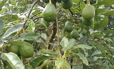 Venta Casa Finca en Marinilla Antioquia