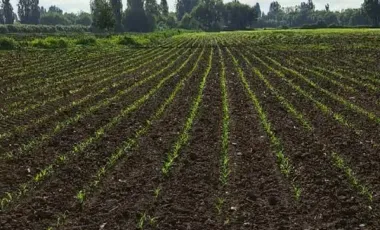 Venta De Parcela En San Javier, El Maule