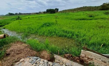 SE VENDE FINCA CACAOTERA EN PRODUCCIÓN 16 HAS.  LA SAIBA - VIA MOCACHE - VINCES - LOS RIOS - ECUADOR