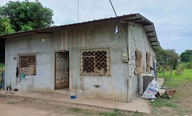 SE VENDE FINCA CACAOTERA EN PRODUCCIÓN 16 HAS.  LA SAIBA - VIA MOCACHE - VINCES - LOS RIOS - ECUADOR