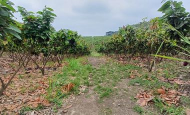 SE VENDE FINCA CACAOTERA EN PRODUCCIÓN 16 HAS.  LA SAIBA - VIA MOCACHE - VINCES - LOS RIOS - ECUADOR