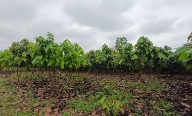 SE VENDE FINCA CACAOTERA EN PRODUCCIÓN 16 HAS.  LA SAIBA - VIA MOCACHE - VINCES - LOS RIOS - ECUADOR