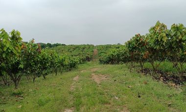 SE VENDE FINCA CACAOTERA EN PRODUCCIÓN 16 HAS.  LA SAIBA - VIA MOCACHE - VINCES - LOS RIOS - ECUADOR