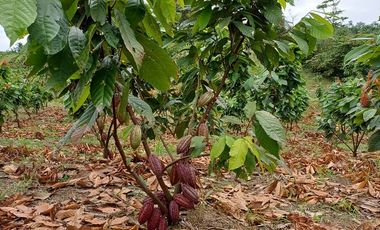 SE VENDE FINCA CACAOTERA EN PRODUCCIÓN 16 HAS.  LA SAIBA - VIA MOCACHE - VINCES - LOS RIOS - ECUADOR