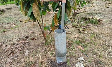 SE VENDE FINCA CACAOTERA EN PRODUCCIÓN 16 HAS.  LA SAIBA - VIA MOCACHE - VINCES - LOS RIOS - ECUADOR