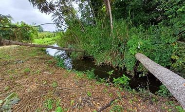 SE VENDE FINCA CACAOTERA EN PRODUCCIÓN 16 HAS.  LA SAIBA - VIA MOCACHE - VINCES - LOS RIOS - ECUADOR