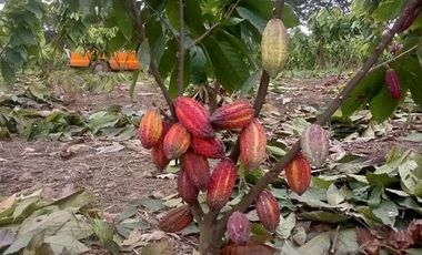 SE VENDE FINCA CACAOTERA EN PRODUCCIÓN 16 HAS.  LA SAIBA - VIA MOCACHE - VINCES - LOS RIOS - ECUADOR