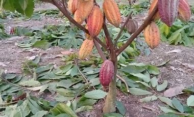 SE VENDE FINCA CACAOTERA EN PRODUCCIÓN 16 HAS.  LA SAIBA - VIA MOCACHE - VINCES - LOS RIOS - ECUADOR