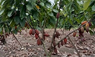 SE VENDE FINCA CACAOTERA EN PRODUCCIÓN 16 HAS.  LA SAIBA - VIA MOCACHE - VINCES - LOS RIOS - ECUADOR