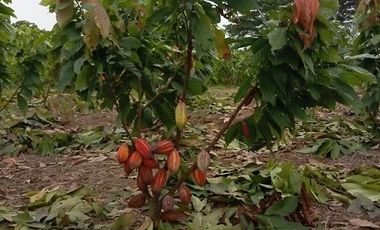 SE VENDE FINCA CACAOTERA EN PRODUCCIÓN 16 HAS.  LA SAIBA - VIA MOCACHE - VINCES - LOS RIOS - ECUADOR
