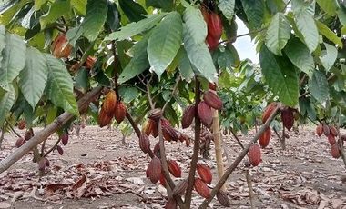 SE VENDE FINCA CACAOTERA EN PRODUCCIÓN 16 HAS.  LA SAIBA - VIA MOCACHE - VINCES - LOS RIOS - ECUADOR