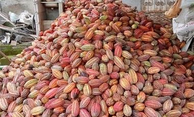 SE VENDE FINCA CACAOTERA EN PRODUCCIÓN 16 HAS.  LA SAIBA - VIA MOCACHE - VINCES - LOS RIOS - ECUADOR