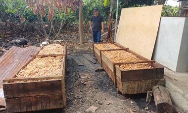 SE VENDE FINCA CACAOTERA EN PRODUCCIÓN 16 HAS.  LA SAIBA - VIA MOCACHE - VINCES - LOS RIOS - ECUADOR