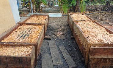 SE VENDE FINCA CACAOTERA EN PRODUCCIÓN 16 HAS.  LA SAIBA - VIA MOCACHE - VINCES - LOS RIOS - ECUADOR
