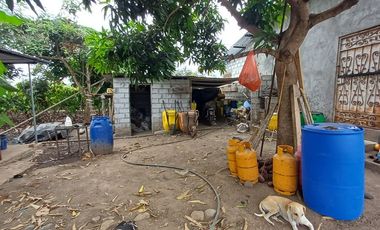 SE VENDE FINCA CACAOTERA EN PRODUCCIÓN 16 HAS.  LA SAIBA - VIA MOCACHE - VINCES - LOS RIOS - ECUADOR