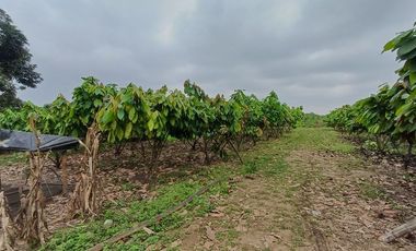 SE VENDE FINCA CACAOTERA EN PRODUCCIÓN 16 HAS.  LA SAIBA - VIA MOCACHE - VINCES - LOS RIOS - ECUADOR