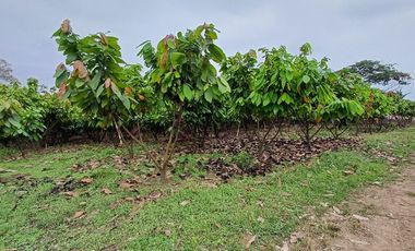 SE VENDE FINCA CACAOTERA EN PRODUCCIÓN 16 HAS.  LA SAIBA - VIA MOCACHE - VINCES - LOS RIOS - ECUADOR