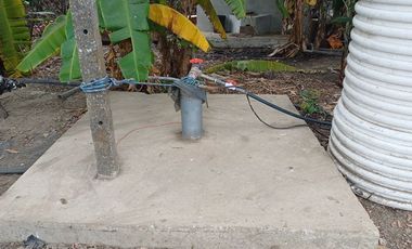 SE VENDE FINCA CACAOTERA EN PRODUCCIÓN 16 HAS.  LA SAIBA - VIA MOCACHE - VINCES - LOS RIOS - ECUADOR