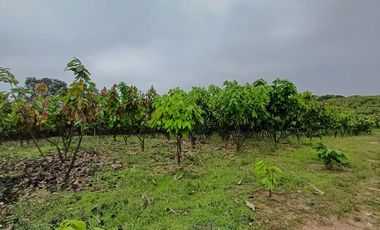 SE VENDE FINCA CACAOTERA EN PRODUCCIÓN 16 HAS.  LA SAIBA - VIA MOCACHE - VINCES - LOS RIOS - ECUADOR