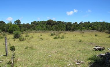 Se Vende Campo de 41 Has. en Quildaco Comuna de  Hualaihue
