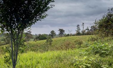 SE VENDE HACIENDA GANADERA EN PRODUCCIÓN 189 HAS. BOCANA DEL BUA - MONTERREY - LA CONCORDIA - SANTO DOMINGO DE LOS TSACHILAS - ECUADOR