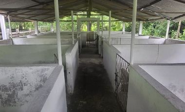 Alquilo finca porcina Santa Lucia Via Cabuyal