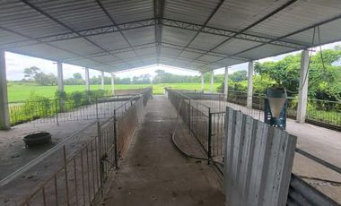 Alquilo finca porcina Santa Lucia Via Cabuyal