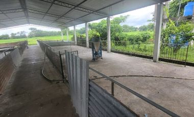 Alquilo finca porcina Santa Lucia Via Cabuyal