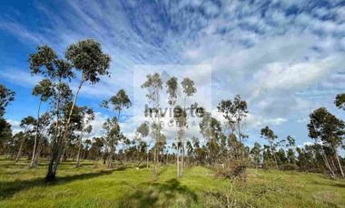 Parcela PLANA Litueche (no inundable) Coordine su visita 🌧☔️👍