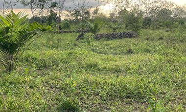 FINCA AGRÍCOLA EN VENTA 48 HAS.  BOCANA DEL BUA – MONTERREY - LA CONCORDIA - ECUADOR