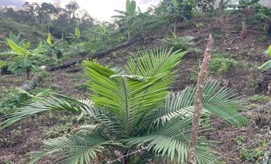 FINCA AGRÍCOLA EN VENTA 48 HAS.  BOCANA DEL BUA – MONTERREY - LA CONCORDIA - ECUADOR