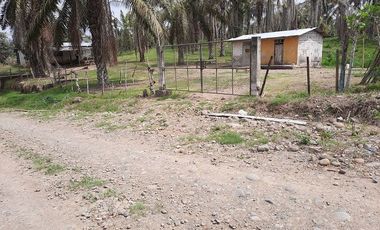 FINCA AGRÍCOLA EN VENTA 48 HAS.  BOCANA DEL BUA – MONTERREY - LA CONCORDIA - ECUADOR