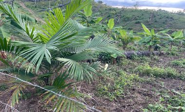 FINCA AGRÍCOLA EN VENTA 48 HAS.  BOCANA DEL BUA – MONTERREY - LA CONCORDIA - ECUADOR