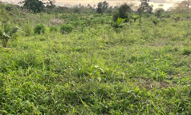 FINCA AGRÍCOLA EN VENTA 48 HAS.  BOCANA DEL BUA – MONTERREY - LA CONCORDIA - ECUADOR