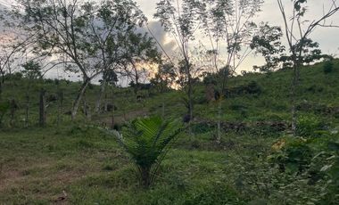 FINCA AGRÍCOLA EN VENTA 48 HAS.  BOCANA DEL BUA – MONTERREY - LA CONCORDIA - ECUADOR