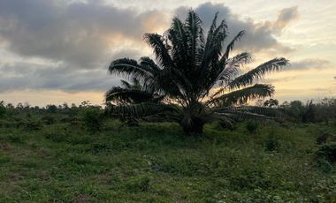 FINCA AGRÍCOLA EN VENTA 48 HAS.  BOCANA DEL BUA – MONTERREY - LA CONCORDIA - ECUADOR