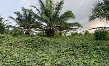 FINCA AGRÍCOLA EN VENTA 48 HAS.  BOCANA DEL BUA – MONTERREY - LA CONCORDIA - ECUADOR