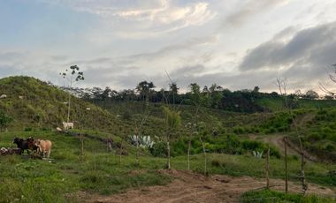 FINCA AGRÍCOLA EN VENTA 48 HAS.  BOCANA DEL BUA – MONTERREY - LA CONCORDIA - ECUADOR