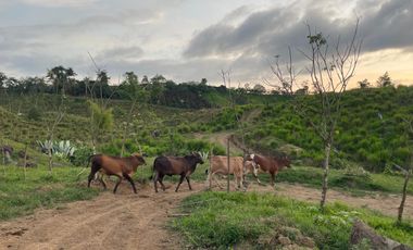 FINCA AGRÍCOLA EN VENTA 48 HAS.  BOCANA DEL BUA – MONTERREY - LA CONCORDIA - ECUADOR