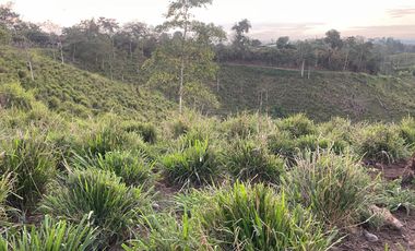 FINCA AGRÍCOLA EN VENTA 48 HAS.  BOCANA DEL BUA – MONTERREY - LA CONCORDIA - ECUADOR
