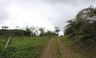 SE VENDE FINCA AGRÍCOLA DE 104 HAS.  MOMPICHE - MUISNE - ESMERALDAS - ECUADOR