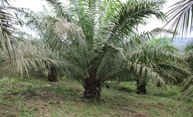 SE VENDE FINCA AGRÍCOLA DE 104 HAS.  MOMPICHE - MUISNE - ESMERALDAS - ECUADOR