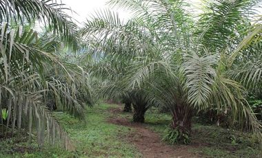 SE VENDE FINCA AGRÍCOLA DE 104 HAS.  MOMPICHE - MUISNE - ESMERALDAS - ECUADOR